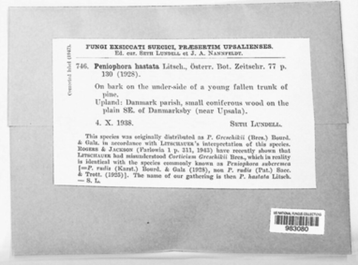 Hastodontia image